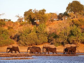 Produktbild: CALVENDO Puzzle Elefanten am Fluss, Afrika | 1000 Teile Lege-Gr&ouml;&szlig;e 64x48cm Foto-Puzzle f&uuml;r gl&uuml;ckliche Stunden