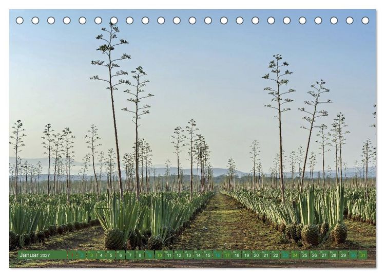 Produktbild: SISAL - von der Pflanze zum Produkt (Tischkalender 2027 DIN A5 quer), CALVENDO Monatskalender