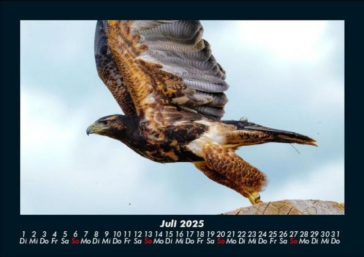 Produktbild: Welt der V&ouml;gel 2025 Fotokalender DIN A5