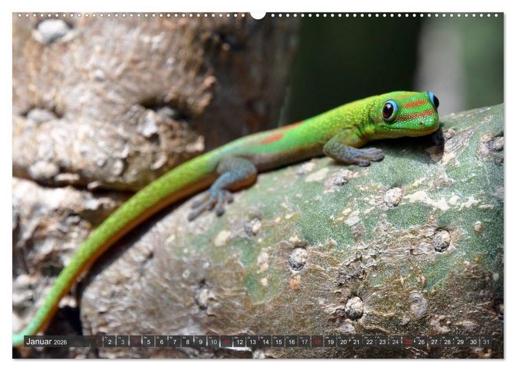 Produktbild: Wilde Fauna - Reptilien (hochwertiger Premium Wandkalender 2026 DIN A2 quer), Kunstdruck in Hochglanz