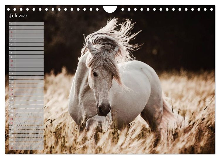 Produktbild: Pferde - Spiegel deiner Seele (Wandkalender 2027 DIN A4 quer), CALVENDO Monatskalender