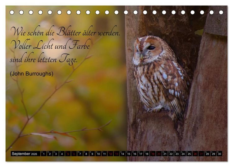 Produktbild: der Waldkauz - Strix Aluco (Tischkalender 2026 DIN A5 quer), CALVENDO Monatskalender