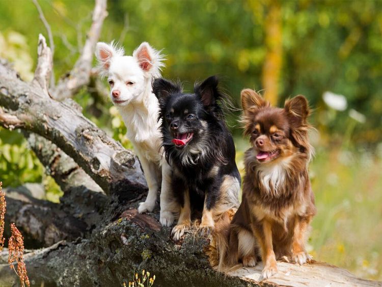 Produktbild: CALVENDO Puzzle Ein Motiv aus dem Kalender Chihuahuas - kleine Herzensbrecher | 1000 Teile Lege-Gr&ouml;&szlig;e 64x48cm Foto-Puzzle f&uuml;r gl&uuml;ckliche Stunden