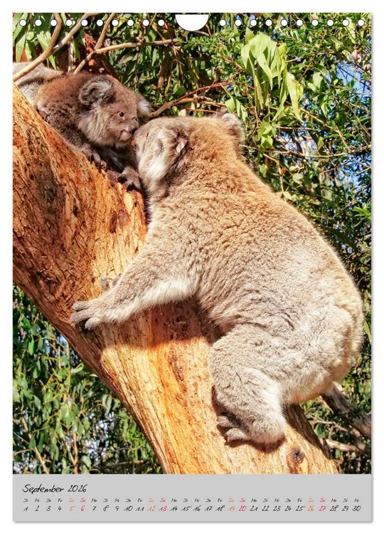 Produktbild: Koala, kleiner B&auml;r (Wandkalender 2026 DIN A4 hoch), CALVENDO Monatskalender