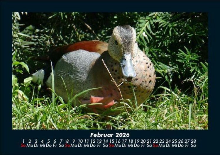 Produktbild: Enten 2026 Fotokalender DIN A5