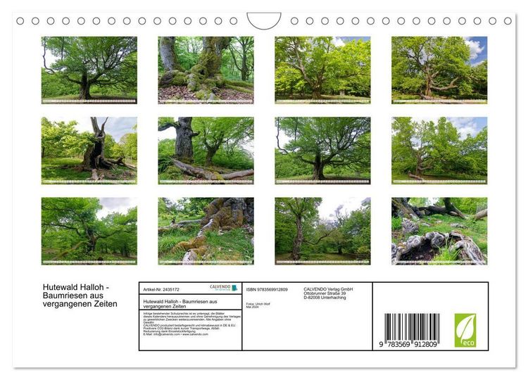 Produktbild: Hutewald Halloh - Baumriesen aus vergangenen Zeiten (Wandkalender 2027 DIN A4 quer), CALVENDO Monatskalender