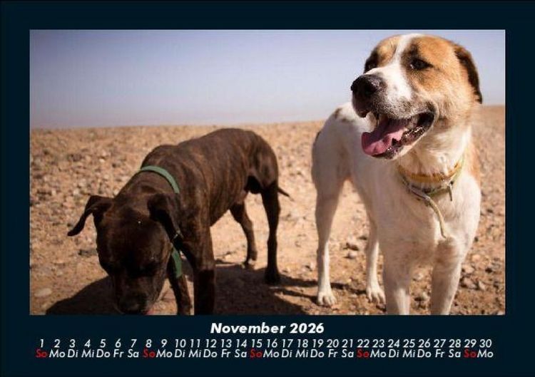 Produktbild: Hundezauber 2026 Fotokalender DIN A5