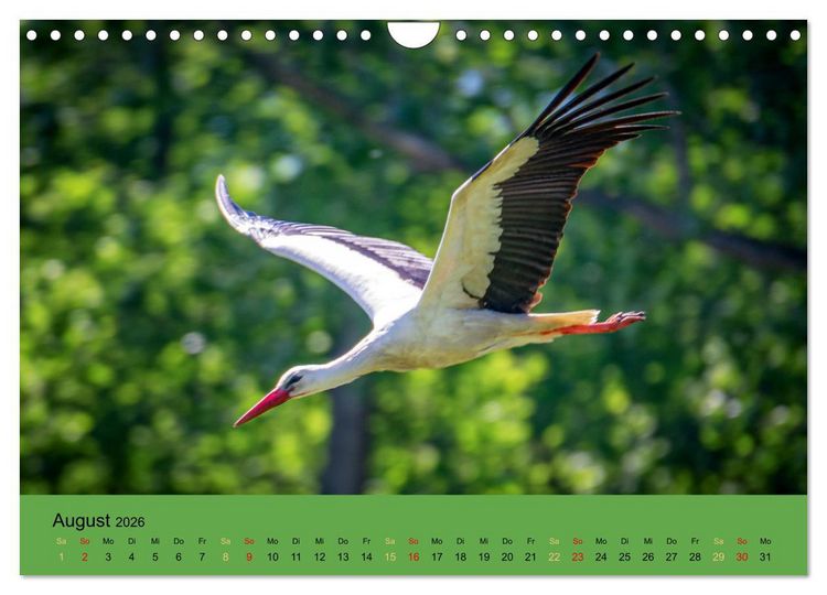 Produktbild: Bezaubernde Tierwelt in freier Natur (Wandkalender 2026 DIN A4 quer), CALVENDO Monatskalender