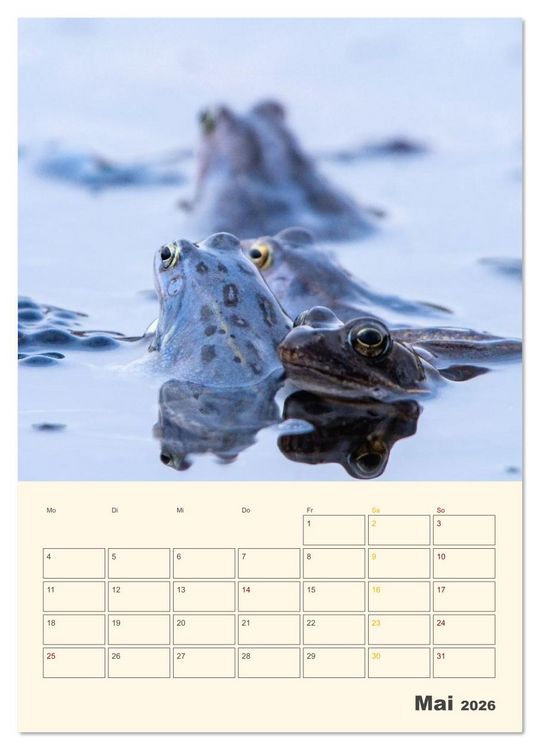 Produktbild: Moorfrosch Geheimnisse &ndash; Farben, Flirts & Froschkonzerte - Tanja Riedel (Wandkalender 2026 DIN A4 hoch), CALVENDO Monatskalender