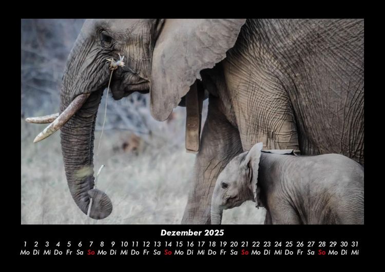 Produktbild: Elefanten - Die sanften Riesen Afrikas 2025 Fotokalender DIN A3