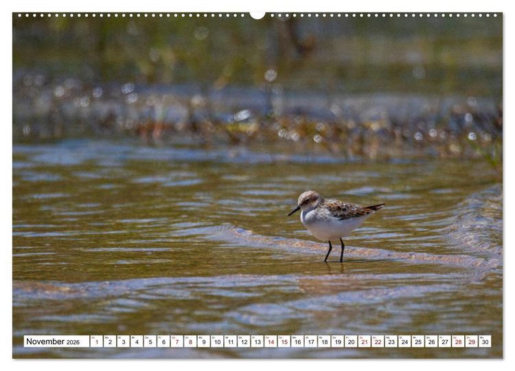 Produktbild: Vogelparadies Volvi-See (hochwertiger Premium Wandkalender 2026 DIN A2 quer), Kunstdruck in Hochglanz