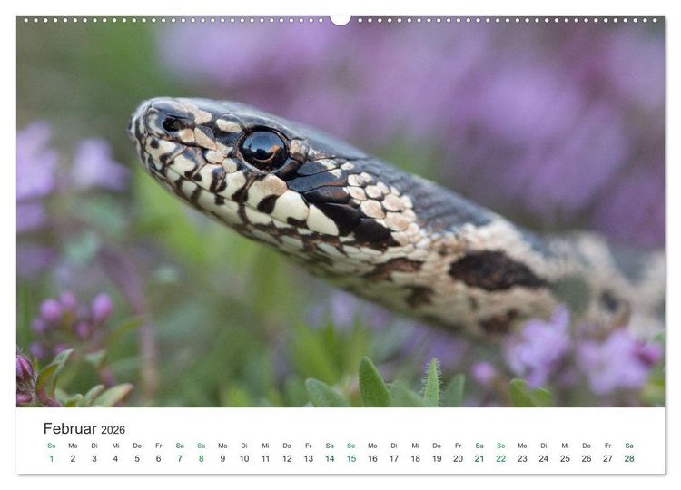 Produktbild: Schlangen - Portraits europ&auml;ischer Arten (hochwertiger Premium Wandkalender 2026 DIN A2 quer), Kunstdruck in Hochglanz