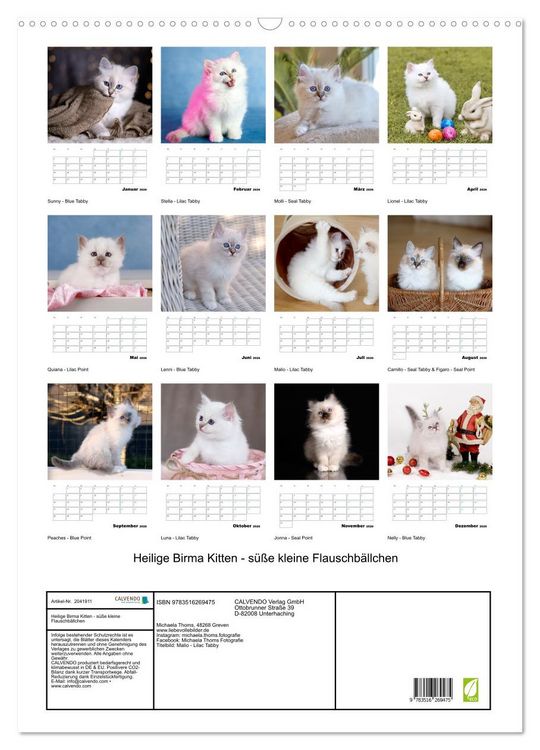 Produktbild: Heilige Birma Kitten - s&uuml;&szlig;e kleine Flauschb&auml;llchen (Wandkalender 2026 DIN A2 hoch), CALVENDO Monatskalender