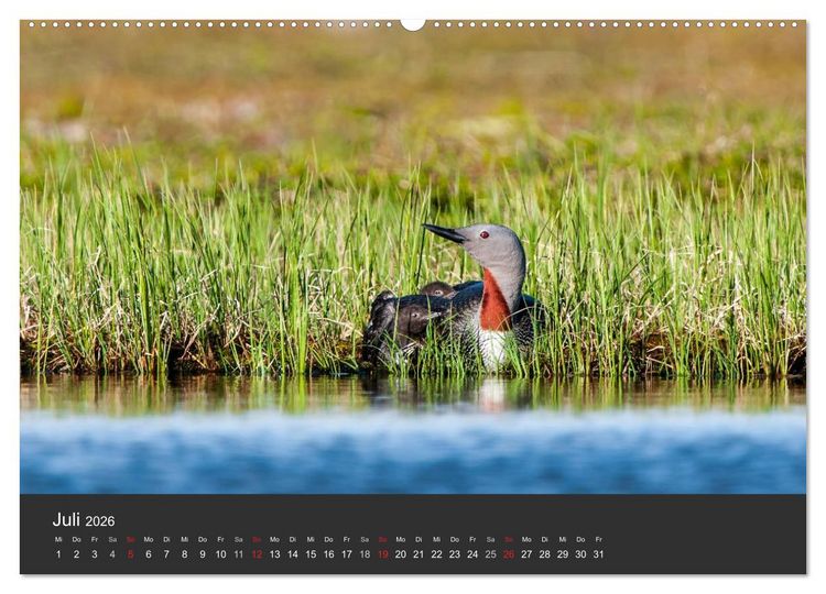 Produktbild: V&ouml;gel im Norden Europas (hochwertiger Premium Wandkalender 2026 DIN A2 quer), Kunstdruck in Hochglanz