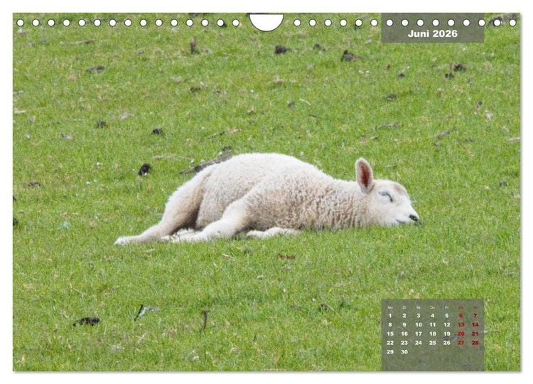 Produktbild: Naturparadies Nordstrand und Beltringharder Koog (Wandkalender 2026 DIN A4 quer), CALVENDO Monatskalender