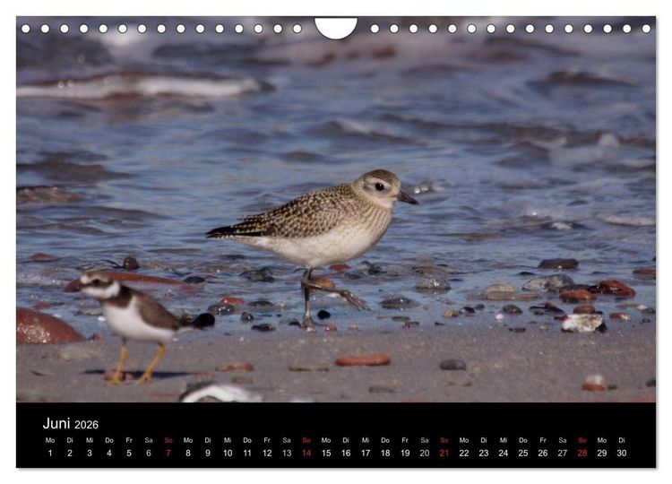 Produktbild: Limikolen Watv&ouml;gel auf dem Zug (Wandkalender 2026 DIN A4 quer), CALVENDO Monatskalender