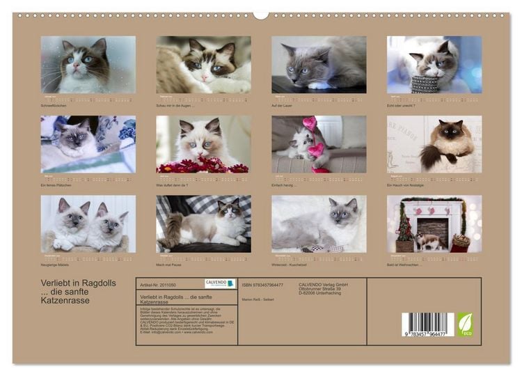 Produktbild: Verliebt in Ragdolls ... die sanfte Katzenrasse (hochwertiger Premium Wandkalender 2026 DIN A2 quer), Kunstdruck in Hochglanz