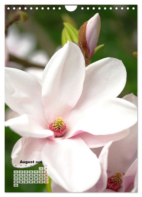 Produktbild: Magnolien Ein Fr&uuml;hlingstraum (Wandkalender 2026 DIN A4 hoch), CALVENDO Monatskalender