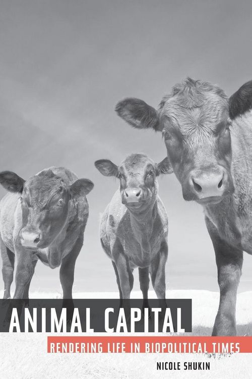 Produktbild: Animal Capital