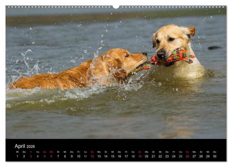 Produktbild: Golden Retriever - Ein Herz auf 4 Pfoten (hochwertiger Premium Wandkalender 2026 DIN A2 quer), Kunstdruck in Hochglanz