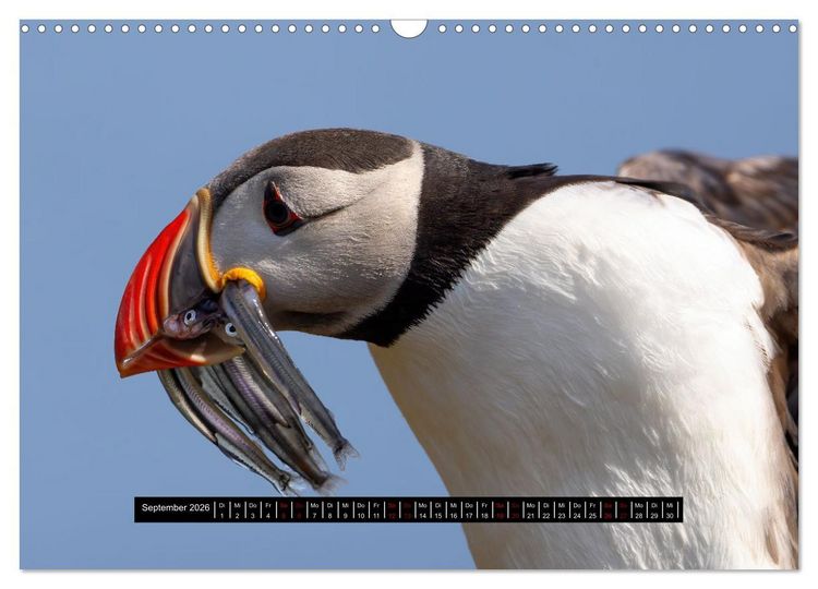 Produktbild: V&ouml;gel auf Island (Wandkalender 2026 DIN A3 quer), CALVENDO Monatskalender