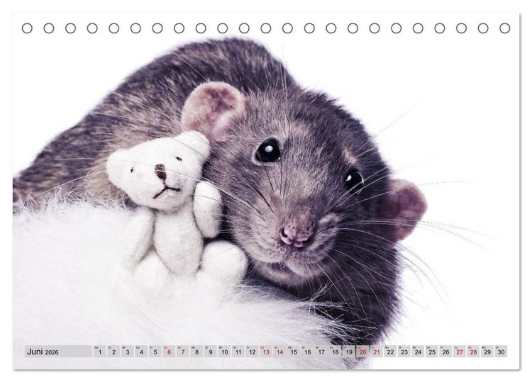 Produktbild: Rattenscharf und zuckers&uuml;&szlig; (Tischkalender 2026 DIN A5 quer), CALVENDO Monatskalender