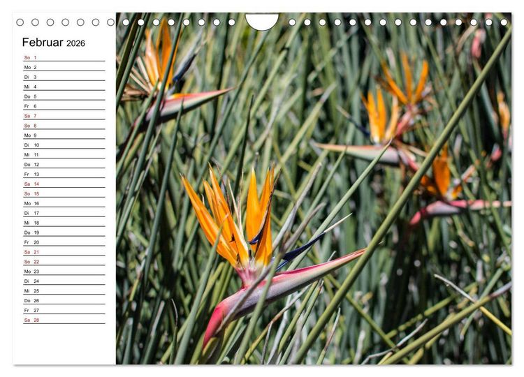 Produktbild: Strelitzien - die Paradiesv&ouml;gel unter den Blumen (Wandkalender 2026 DIN A4 quer), CALVENDO Monatskalender