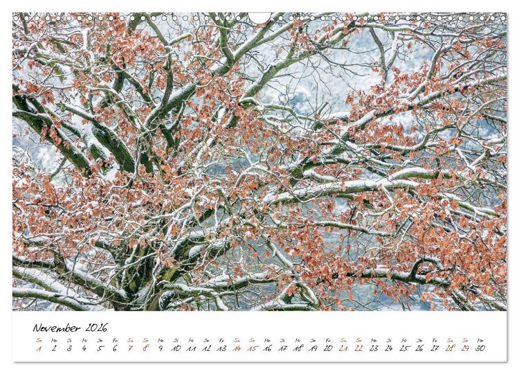 Produktbild: In der Welt der B&auml;ume (Wandkalender 2026 DIN A3 quer), CALVENDO Monatskalender