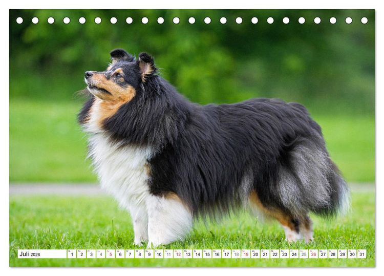 Produktbild: H&uuml;tehund der Shetland Inseln - Shetland Sheepdog (Tischkalender 2026 DIN A5 quer), CALVENDO Monatskalender