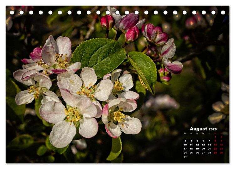 Produktbild: B&auml;ume im Detail (Tischkalender 2026 DIN A5 quer), CALVENDO Monatskalender