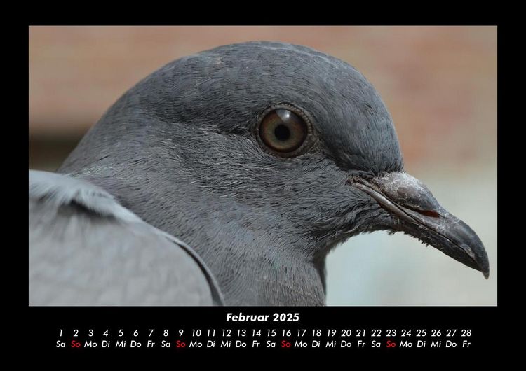 Produktbild: Vogelparadies 2025 Fotokalender DIN A3