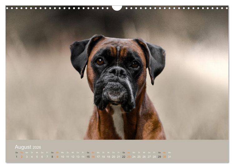 Produktbild: Der Boxer, der beste Hund der Welt (Wandkalender 2026 DIN A3 quer), CALVENDO Monatskalender