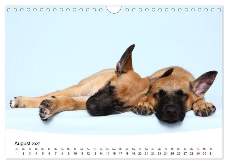 Produktbild: S&uuml;&szlig;e Tr&auml;ume 2027 - schlafende Hundewelpen (Wandkalender 2027 DIN A4 quer), CALVENDO Monatskalender