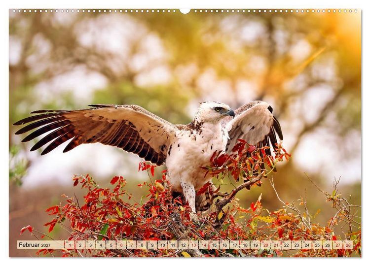 Produktbild: Afrikas Vogelwelt 2027 (Wandkalender 2027 DIN A2 quer), CALVENDO Monatskalender