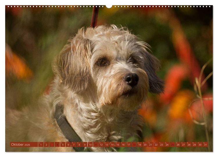 Produktbild: Faszination Hund (Wandkalender 2026 DIN A2 quer), CALVENDO Monatskalender
