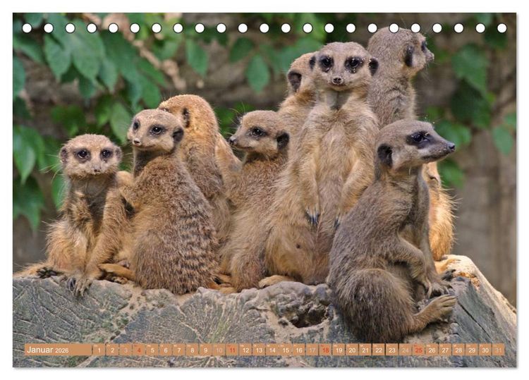 Produktbild: Erdm&auml;nnchen Familienbande (Tischkalender 2026 DIN A5 quer), CALVENDO Monatskalender
