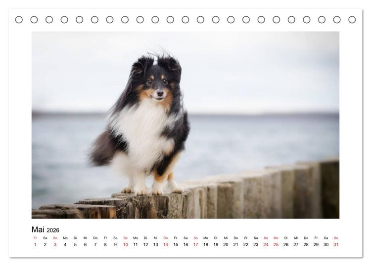 Produktbild: Herzensshelties - Shetland Sheepdogs (Tischkalender 2026 DIN A5 quer), CALVENDO Monatskalender