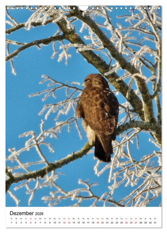 Produktbild: Adler, Eule und Co - Gefiederte J&auml;ger im Portrait (Wandkalender 2026 DIN A3 hoch), CALVENDO Monatskalender
