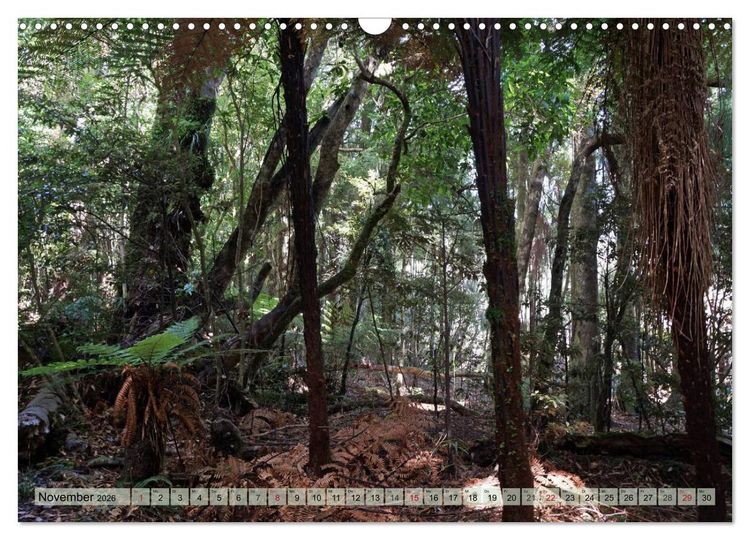 Produktbild: Prim&auml;rwald - Neuseeland (Wandkalender 2026 DIN A3 quer), CALVENDO Monatskalender