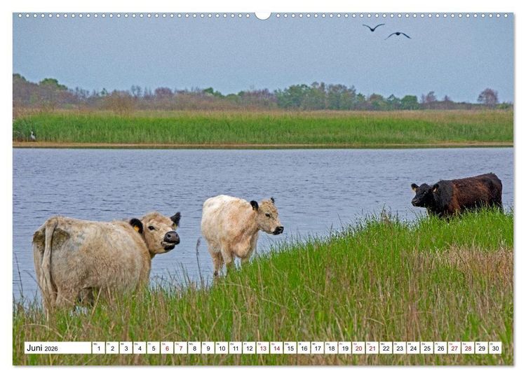 Produktbild: Angeln - Landschaft zwischen Schlei und Flensburger F&ouml;rde (hochwertiger Premium Wandkalender 2026 DIN A2 quer), Kunstdruck in Hochglanz