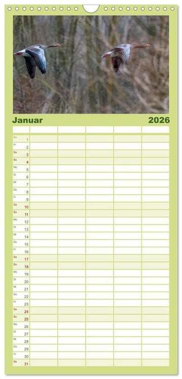 Produktbild: Familienplaner 2026 - Graug&auml;nse in heimischer Umgebung mit 5 Spalten (Wandkalender, 21 x 45 cm) CALVENDO