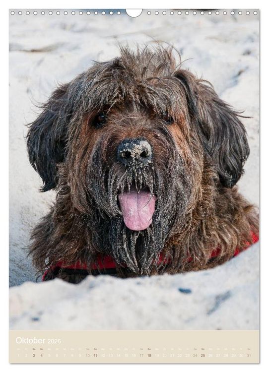 Produktbild: Briard-Gesichter (Wandkalender 2026 DIN A3 hoch), CALVENDO Monatskalender