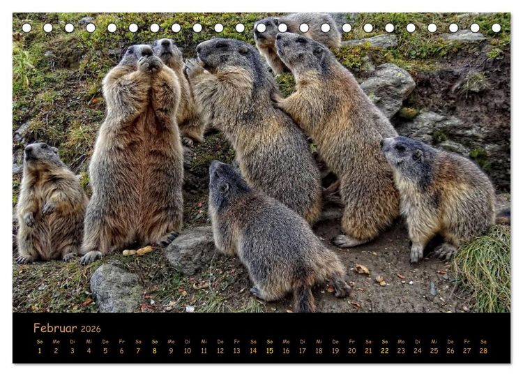 Produktbild: Wildlife - Verspielte Murmeltiere (Tischkalender 2026 DIN A5 quer), CALVENDO Monatskalender