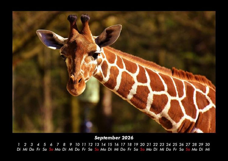Produktbild: Giraffen 2026 Fotokalender DIN A3