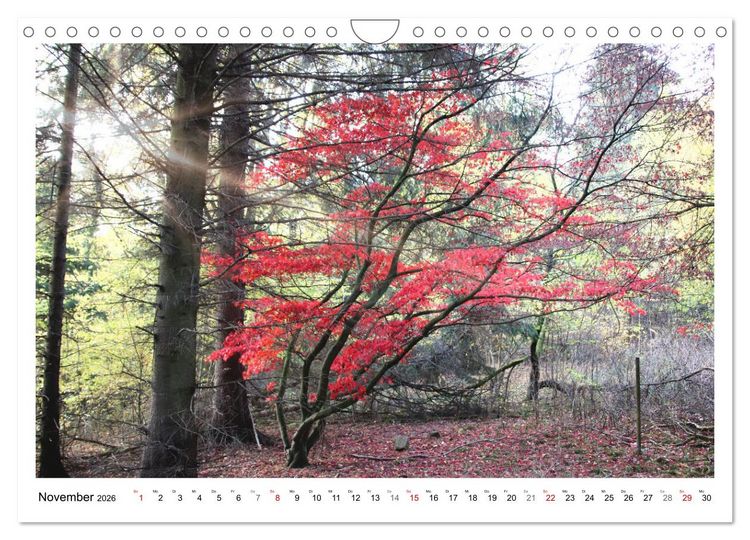 Produktbild: Mein Sehnsuchtsort, der heimische Wald (Wandkalender 2026 DIN A4 quer), CALVENDO Monatskalender