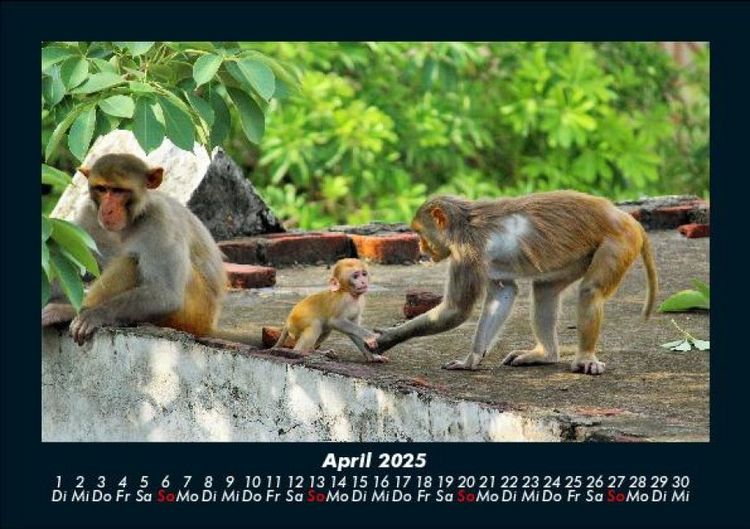 Produktbild: Welt der Affen 2025 Fotokalender DIN A5