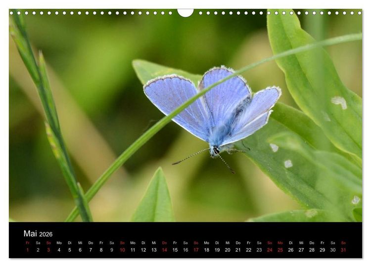 Produktbild: Schmetterlinge in Deutschland (Wandkalender 2026 DIN A3 quer), CALVENDO Monatskalender