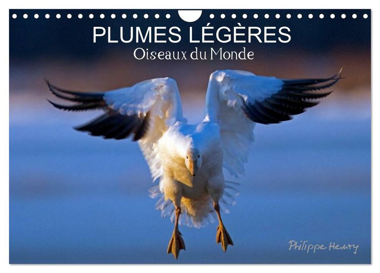 Produktbild: PLUMES L&Eacute;G&Egrave;RES. Oiseaux du Monde (Calendrier mural 2026 DIN A4 vertical), CALVENDO calendrier mensuel
