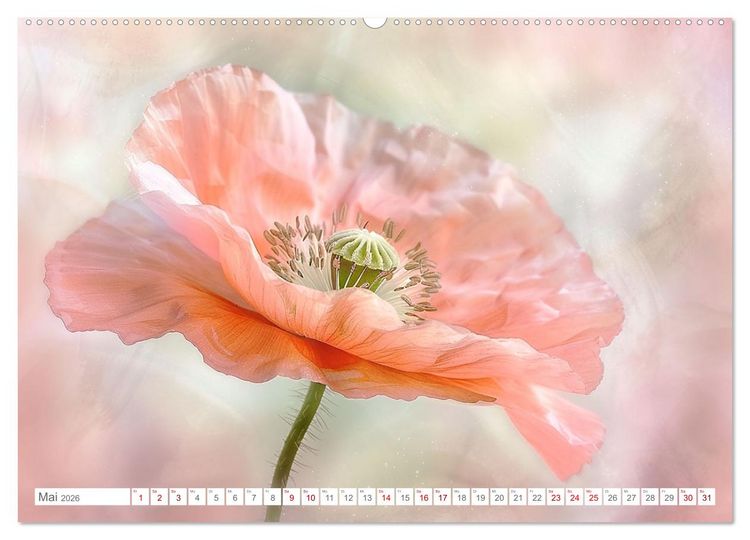 Produktbild: Bezaubernde Mohnblumen (hochwertiger Premium Wandkalender 2026 DIN A2 quer), Kunstdruck in Hochglanz