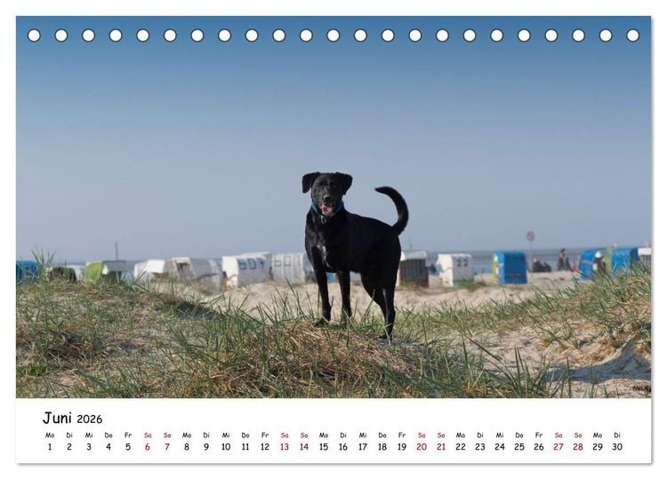 Produktbild: Strandurlaub mit Hund (Tischkalender 2026 DIN A5 quer), CALVENDO Monatskalender